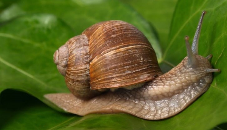 От тази суровина се приготвят хранителни добавки, ползвани от космонавтите От тази суровина се приготвят хранителни добавки, ползвани от космонавтите