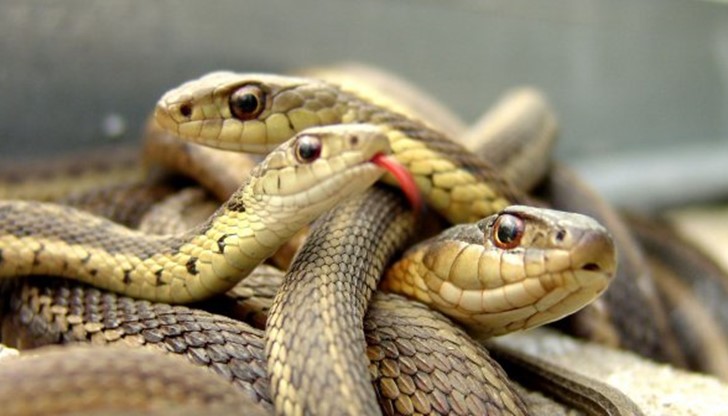 Само от началото на годината на тел. 112 са постъпили близо 100 сигнала за пострадали в цялата страна Само от началото на годината на тел. 112 са постъпили близо 100 сигнала за пострадали в цялата страна