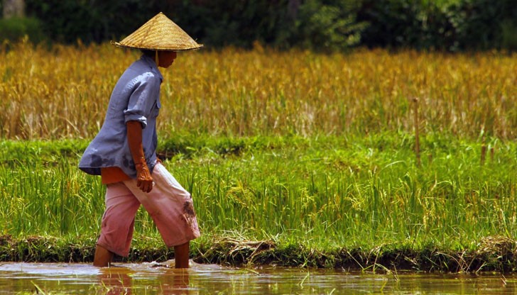 Първият експеримент по отглеждането на ориз в неплодородна почва е започнал през 2015 година