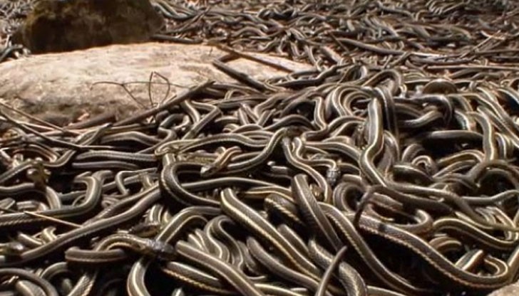 Сред змиите е имало и няколко изключително отровни пепелянки Сред змиите е имало и няколко изключително отровни пепелянки