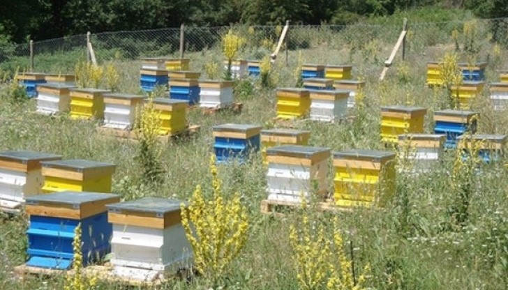 Откраднати са 6 пчелни кошера от пчелин, намиращ се в землището на гр. Сеново