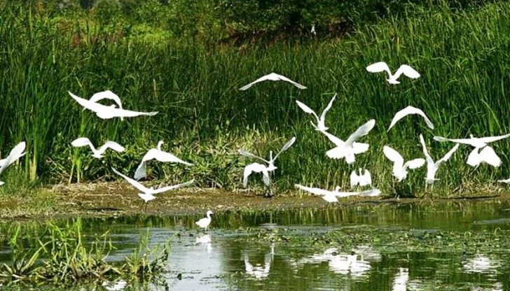 Природните богатства в резервата "Сребърна" са станали обект на интерес на японска телевизия Природните богатства в резервата "Сребърна" са станали обект на интерес на японска телевизия