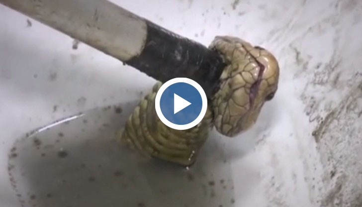 Мъж в Тайланд избегна на косъм нападение от кобра