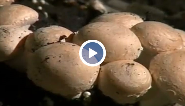 Бъдете спокойни ресторантите в Русе готвят качествени български печурки