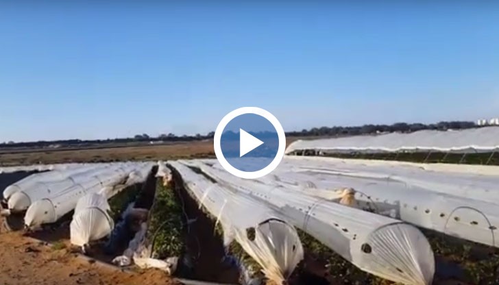 Марчела разкрива ужаса, на който са подложени работещите в ягодови плантации