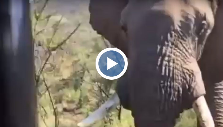 Случката е станала, докато актьорът е бил на сафари в Южна Африка