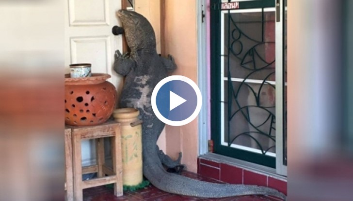 Гледка, достойна за филм на ужасите