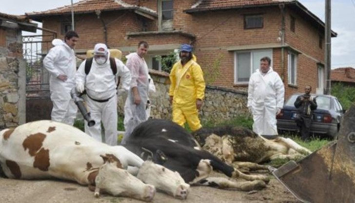 Тази сутрин умъртвиха първите 10 крави в село Рибново