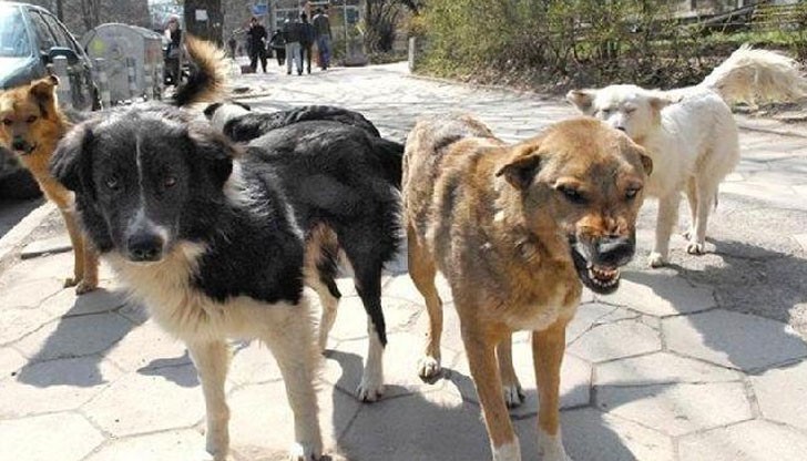 Напаст от бездомни кучета в квартал "Дружба" 3 / Снимката е илюстративна