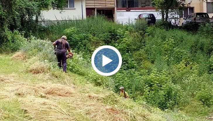 Косачки бръмчат - тревата вече не е метър висока