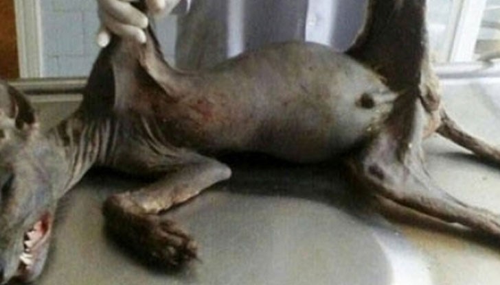 Чупакабрата е животно с неизвестен произход, което прилича на куче и лисица, но не съсвем