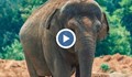 Слон  хвърли камък по момиченце и го уби