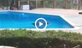 Мечка "присвои" басейн в къща в Лос Анджелис