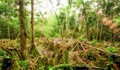 Къде "ходи" еквадорската ходеща палма?