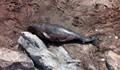 Мъртъв делфин изплува на плажа край Бургас