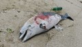 Главният секретар на МВР: Делфините са се удавили