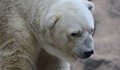 Почина най-тъжният мечок в света