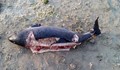 Делфините изхвърлени от Черно море са умрели от естествена смърт!