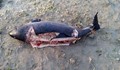 Морето изхвърли десетки разрязани делфини