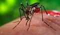 Зика се разпространява и от обикновени комари