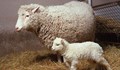 Какво се случва с братята и сестрите на овцата Доли?
