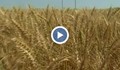 Ожънаха една трета от пшеницата в Русенско