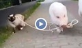 Прасе разхожда котка на каишка