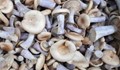 Забранените за продажба полски печурки не са отровни