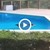 Мечка "присвои" басейн в къща в Лос Анджелис