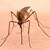 Идва ново нашествие от комари
