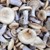 Забранените за продажба полски печурки не са отровни