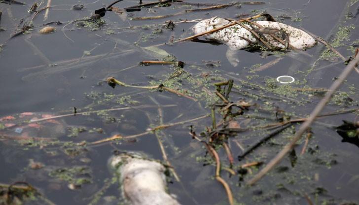 РИОСВ - Русе откри мъртви животни и съмнения за антракс / Снимката е илюстративна/ РИОСВ - Русе откри мъртви животни и съмнения за антракс / Снимката е илюстративна/