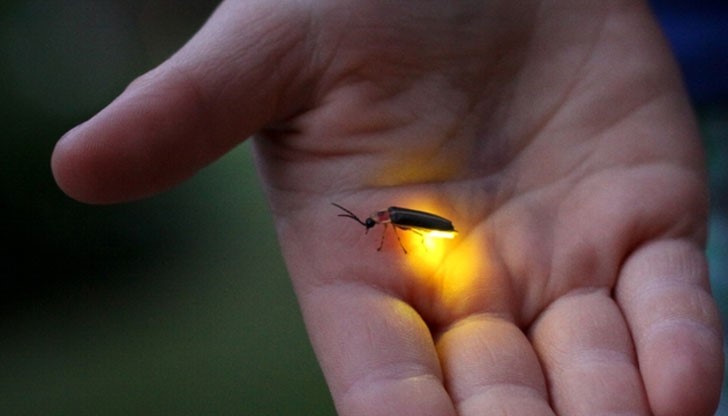 Изчезна любимо животинче, което в детството често преследвахме