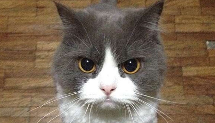 Фотосите на домашни любимци заваляха в социалната мрежа