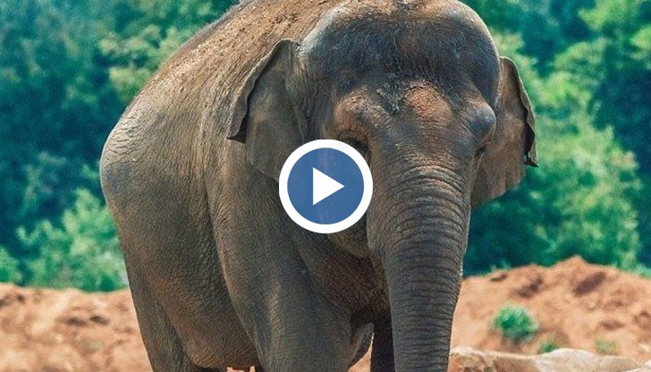 Седемгодишното детенце си е правило снимка, когато слонът Ася хвърля смъртоносния камък