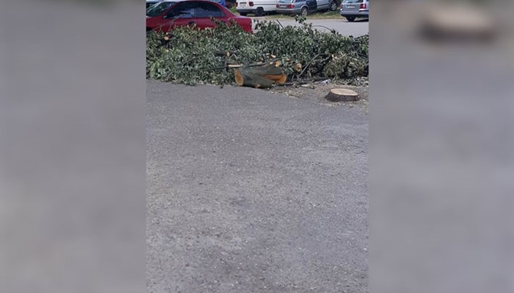 Живущите в блок "Пелистер" станаха свидетели как заради един счупен клон, премахнаха цяло дърво!
