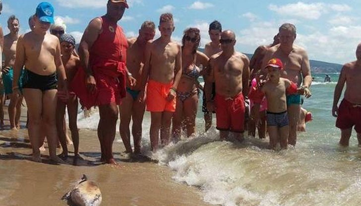 От РИОСВ обаче отричат да са установили умишлено пречинени рани, както и разфасоване