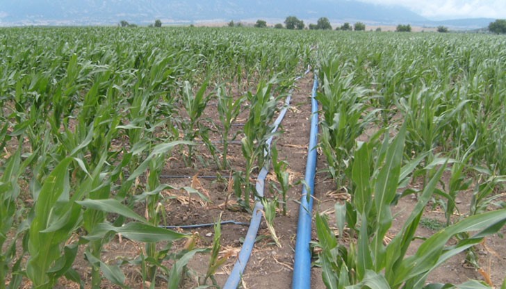 Управителят на „Сафари – М” ООД ще представи темата „Повишаване на добивите при царевица чрез прилагане на поливно земеделие”