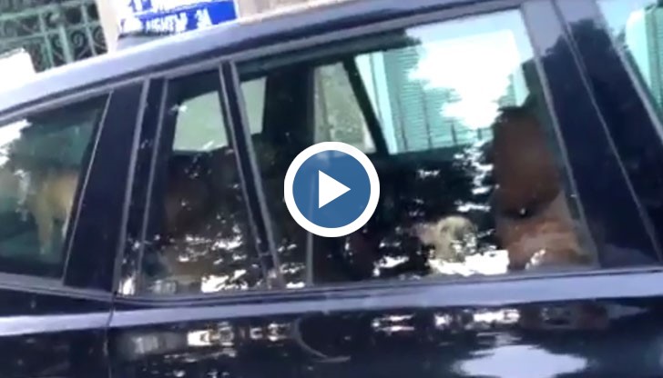 Две кученца са затворени в "БМВ", паркирано на русенска улица