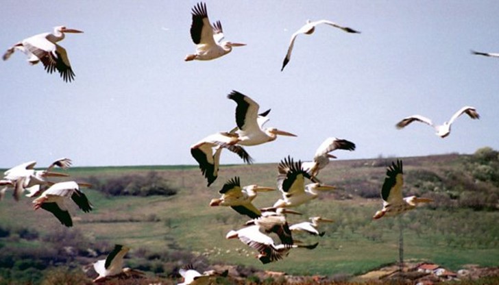 Къдроглавите пеликани отлетяха от гнездавата колония в Поддържания резерват „Сребърна“