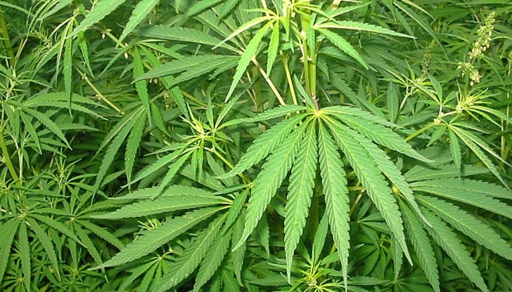 В двора на възрастния мъж имало близо 200 растения с различна височина В двора на възрастния мъж имало близо 200 растения с различна височина