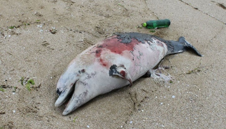 Главният секретар на МВР няма информация и проучванията за нефт и газ на Силистар да оказват влияние върху смъртността на бозайниците Главният секретар на МВР няма информация и проучванията за нефт и газ на Силистар да оказват влияние върху смъртността на бозайниците