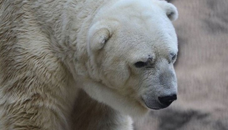 Белият мечок Артуро почина в зоологическа градина, на 31 години
