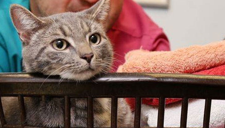 Бенгалският котарак Боби оцеля, след като го изпраха в пералня в програма с 60-градусова температура