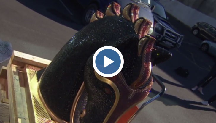 Митнически служители в Нова Зеландия откриха дрога за 9 милиона евро в конска глава