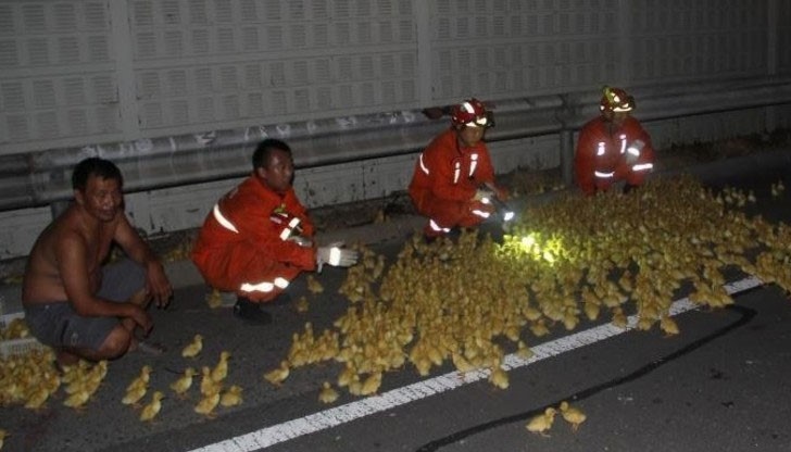 Два камиона са се сблъскали и хиляди патета са излезли от клетките си