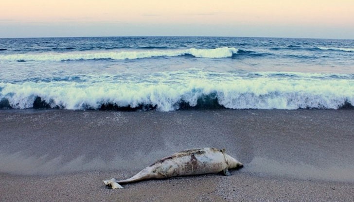 Хвърляха се бомби, тътенът се чуваше чак тук, на брега Хвърляха се бомби, тътенът се чуваше чак тук, на брега