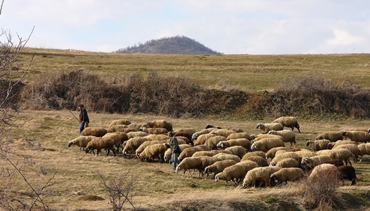 Съдят двама братя, убили пастир по особено жесток начин