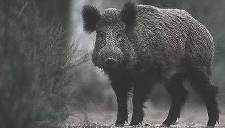 Пощурелия глиган се изкъпа в детски басейн Пощурелия глиган се изкъпа в детски басейн