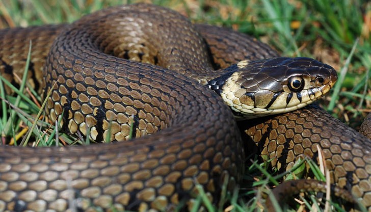 Оказа се, че освен ухапването той е получил и инсулт Оказа се, че освен ухапването той е получил и инсулт